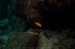 Metriaclima estherae 'Gome Rock'